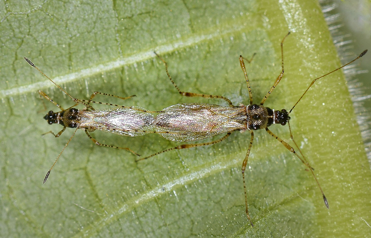 Berytidae: Gampsocoris culicinus